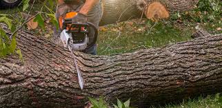 How Our Tree Care Process Works  in  Endwell, NY